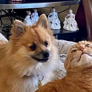 Meet your Posher, Donna